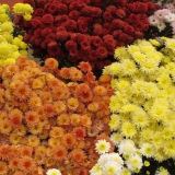 Indijska mješavina krizantema: uzgoj iz sjemena, fotografija i recenzija